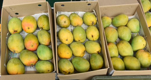 Mango-jackfruit mela
